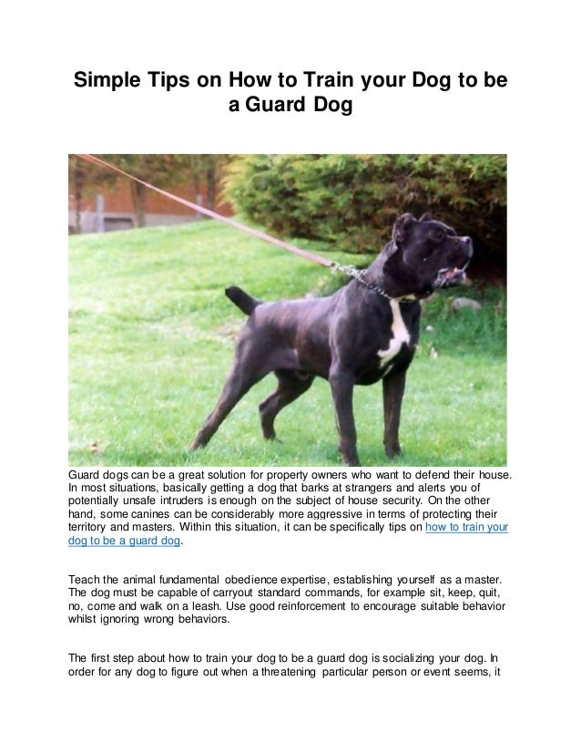 Train Your Dog: Teach Yourself